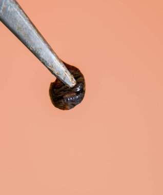 Cımbız üzerinde sülük. Kan emici hayvan. Kemer-türü sınıfından ringworms alt sınıfı. Hirudotherapy