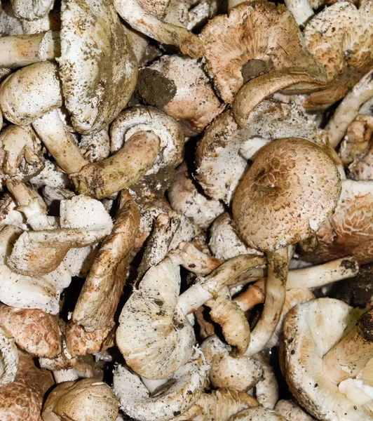 Шампиньоны. Съедобный гриб. Фоновая текстура грибов — стоковое фото