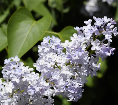 Çiçekler açan leylak. Açık havada güzel mor leylak çiçekleri.