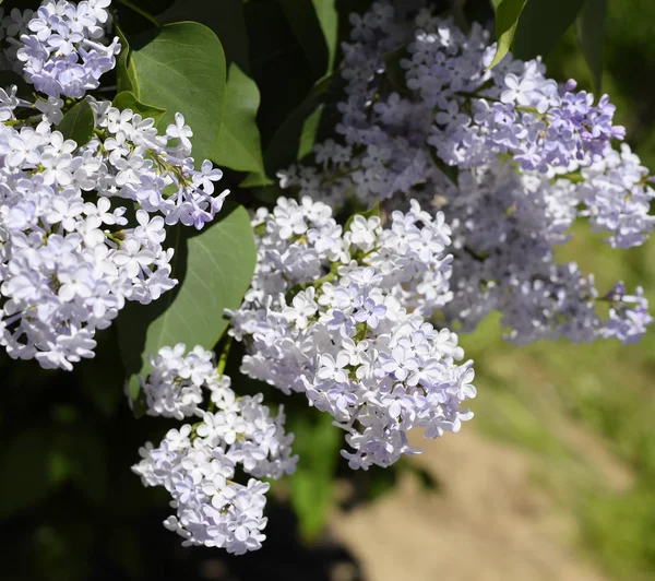 Çiçekler açan leylak. Açık havada güzel mor leylak çiçekleri.