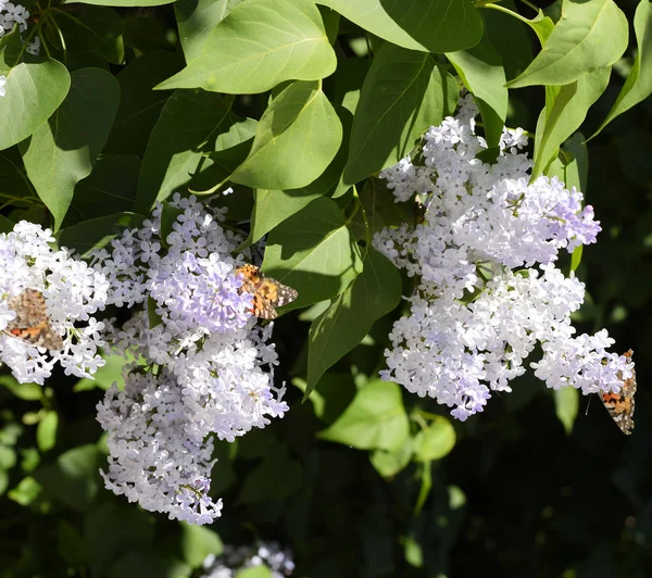 Schmetterling vanessa cardui auf lila Blüten. Bestäubung blüht — Stockfoto