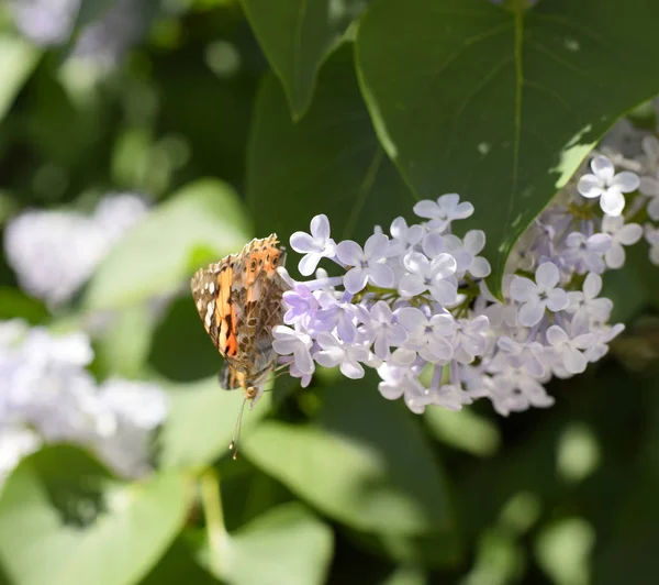 Kelebek Vanessa cardui leylak çiçeklerüzerinde. Tozlaşma çiçeklenme