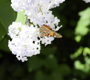 Kelebek Vanessa cardui leylak çiçeklerüzerinde. Tozlaşma çiçeklenme