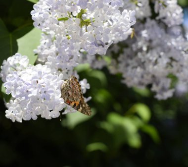 Kelebek Vanessa cardui leylak çiçeklerüzerinde. Tozlaşma çiçeklenme