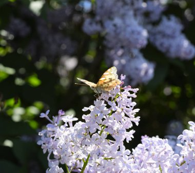 Kelebek Vanessa cardui leylak çiçeklerüzerinde. Tozlaşma çiçeklenme