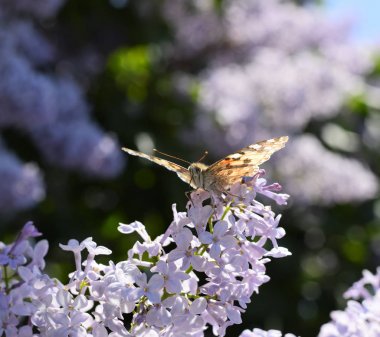Kelebek Vanessa cardui leylak çiçeklerüzerinde. Tozlaşma çiçeklenme