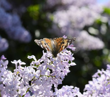 Kelebek Vanessa cardui leylak çiçeklerüzerinde. Tozlaşma çiçeklenme