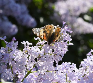 Kelebek Vanessa cardui leylak çiçeklerüzerinde. Tozlaşma çiçeklenme