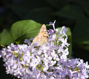 Kelebek Vanessa cardui leylak çiçeklerüzerinde. Tozlaşma çiçeklenme