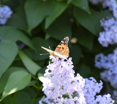 Kelebek Vanessa cardui leylak çiçeklerüzerinde. Tozlaşma çiçeklenme