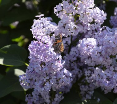 Kelebek Vanessa cardui leylak çiçeklerüzerinde. Tozlaşma çiçeklenme