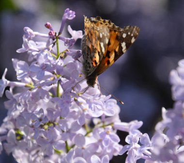 Kelebek Vanessa cardui leylak çiçeklerüzerinde. Tozlaşma çiçeklenme