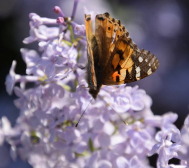 Kelebek Vanessa cardui leylak çiçeklerüzerinde. Tozlaşma çiçeklenme