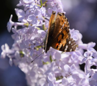 Kelebek Vanessa cardui leylak çiçeklerüzerinde. Tozlaşma çiçeklenme