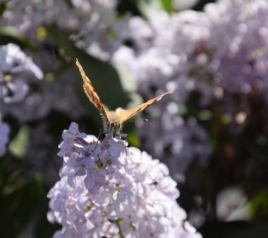 Kelebek Vanessa cardui leylak çiçeklerüzerinde. Tozlaşma çiçeklenme