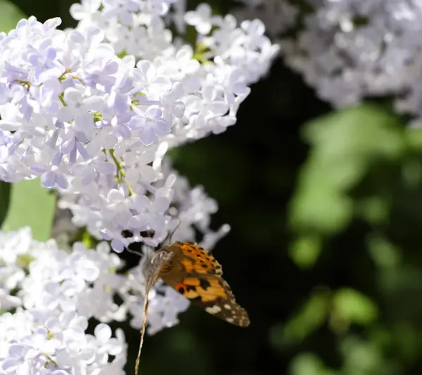 Kelebek Vanessa cardui leylak çiçeklerüzerinde. Tozlaşma çiçeklenme