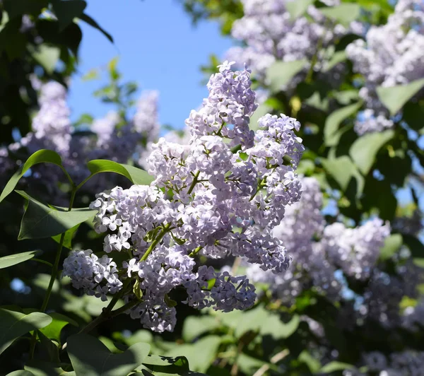 Flowers blooming lilac. Beautiful purple lilac flowers outdoors. — Stock Photo, Image