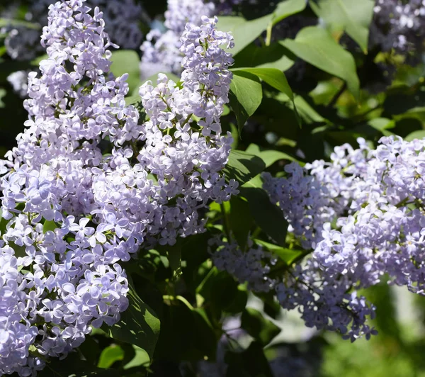 Flowers blooming lilac. Beautiful purple lilac flowers outdoors. — Stock Photo, Image