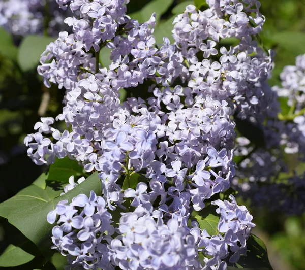 Flowers blooming lilac. Beautiful purple lilac flowers outdoors.