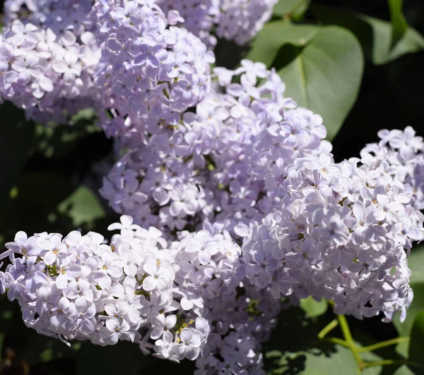 Flores que florecen lila. Hermosas flores lila púrpura al aire libre. — Foto de Stock