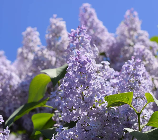 Çiçekler açan leylak. Açık havada güzel mor leylak çiçekleri.