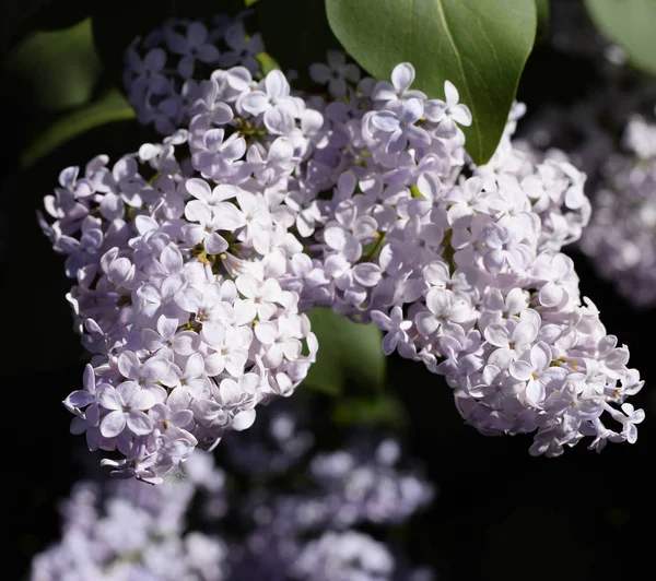 Çiçekler açan leylak. Açık havada güzel mor leylak çiçekleri.