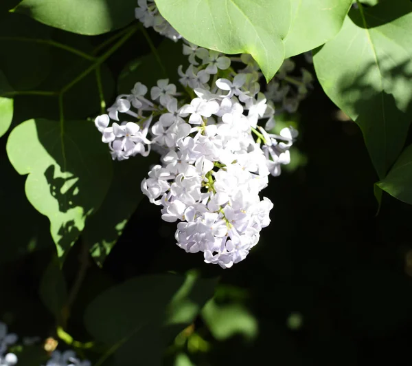 Çiçekler açan leylak. Açık havada güzel mor leylak çiçekleri.