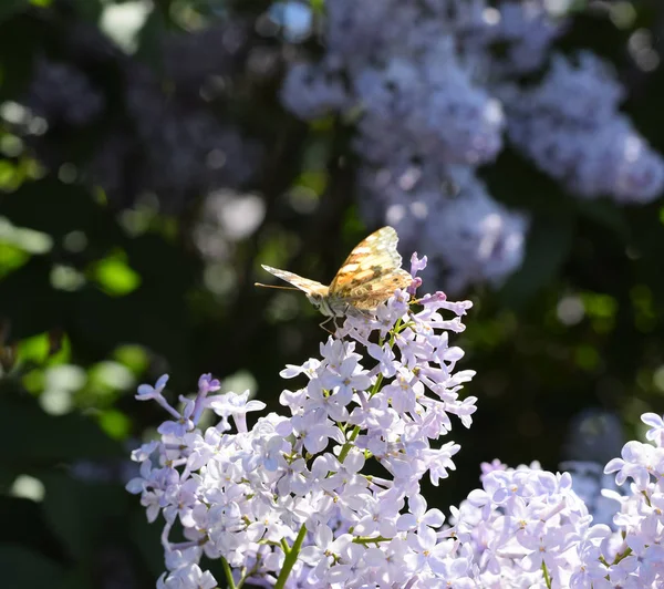 Kelebek Vanessa cardui leylak çiçeklerüzerinde. Tozlaşma çiçeklenme