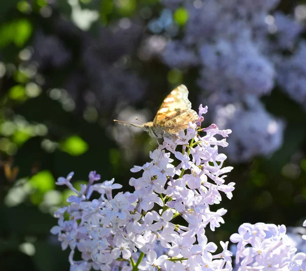 Papillon Vanessa cardui sur fleurs lilas. Pollinisation floraison — Photo