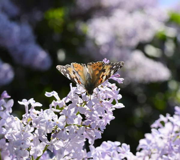 Kelebek Vanessa cardui leylak çiçeklerüzerinde. Tozlaşma çiçeklenme