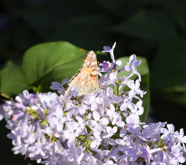 Kelebek Vanessa cardui leylak çiçeklerüzerinde. Tozlaşma çiçeklenme