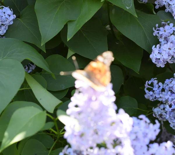 Kelebek Vanessa cardui leylak çiçeklerüzerinde. Tozlaşma çiçeklenme