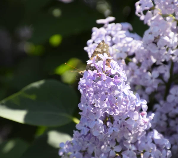 Kelebek Vanessa cardui leylak çiçeklerüzerinde. Tozlaşma çiçeklenme