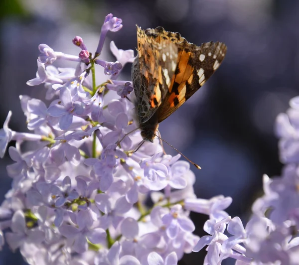 Kelebek Vanessa cardui leylak çiçeklerüzerinde. Tozlaşma çiçeklenme