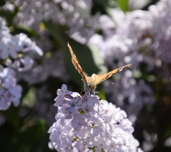 Kelebek Vanessa cardui leylak çiçeklerüzerinde. Tozlaşma çiçeklenme