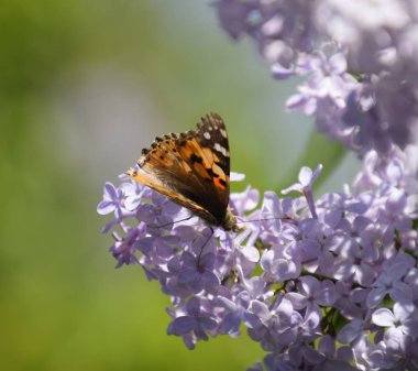 Kelebek Vanessa cardui leylak çiçeklerüzerinde. Tozlaşma çiçeklenme