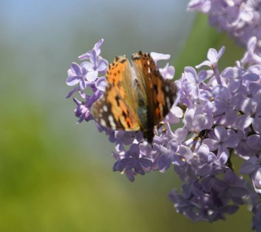 Kelebek Vanessa cardui leylak çiçeklerüzerinde. Tozlaşma çiçeklenme