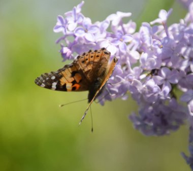 Kelebek Vanessa cardui leylak çiçeklerüzerinde. Tozlaşma çiçeklenme