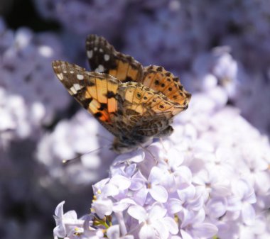 Kelebek Vanessa cardui leylak çiçeklerüzerinde. Tozlaşma çiçeklenme