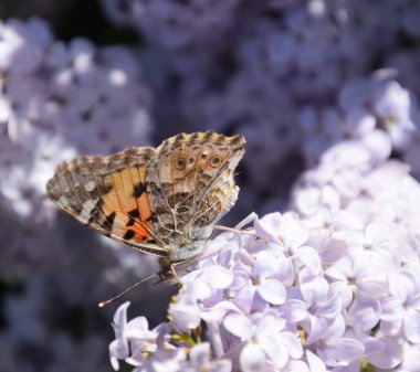 Kelebek Vanessa cardui leylak çiçeklerüzerinde. Tozlaşma çiçeklenme
