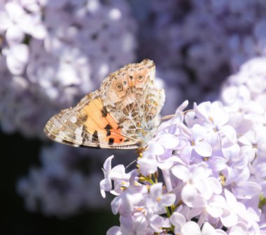 Kelebek Vanessa cardui leylak çiçeklerüzerinde. Tozlaşma çiçeklenme