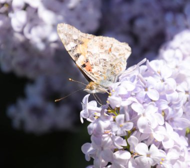Kelebek Vanessa cardui leylak çiçeklerüzerinde. Tozlaşma çiçeklenme