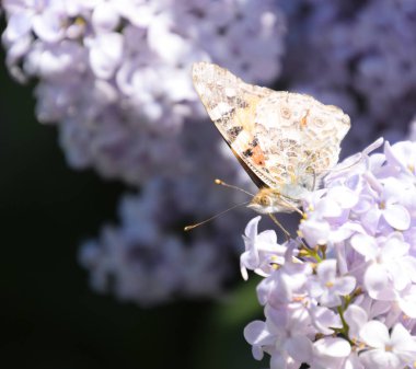 Kelebek Vanessa cardui leylak çiçeklerüzerinde. Tozlaşma çiçeklenme