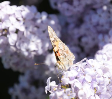 Kelebek Vanessa cardui leylak çiçeklerüzerinde. Tozlaşma çiçeklenme