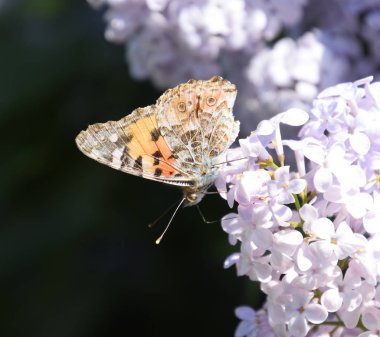 Kelebek Vanessa cardui leylak çiçeklerüzerinde. Tozlaşma çiçeklenme