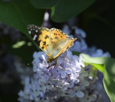 Kelebek Vanessa cardui leylak çiçeklerüzerinde. Tozlaşma çiçeklenme