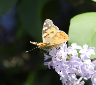 Kelebek Vanessa cardui leylak çiçeklerüzerinde. Tozlaşma çiçeklenme
