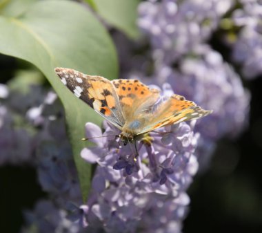 Kelebek Vanessa cardui leylak çiçeklerüzerinde. Tozlaşma çiçeklenme