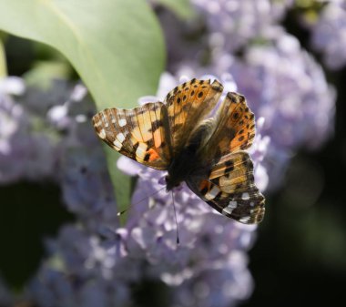 Kelebek Vanessa cardui leylak çiçeklerüzerinde. Tozlaşma çiçeklenme