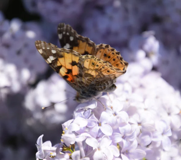 Kelebek Vanessa cardui leylak çiçeklerüzerinde. Tozlaşma çiçeklenme
